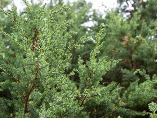 Chinese juniper Blue Alps
