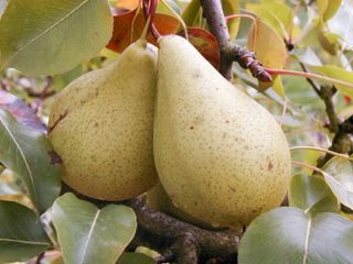 Pear variety Curé: photo and description
