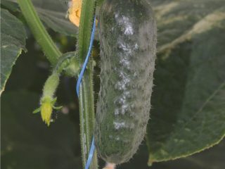 Madrilene cucumber: characteristics and description of the variety