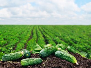 Lukhovitskie cucumbers F1: reviews, description