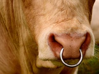 Bull with a ring: why is it inserted?