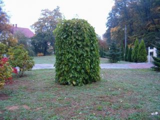 Mulberi menangis: penanaman dan penjagaan, foto