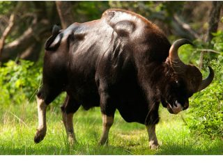 Bull Gaur