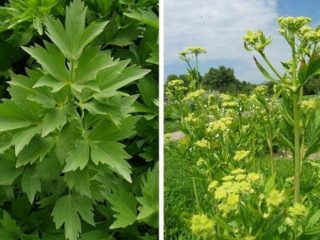 Lovage or celery: differences