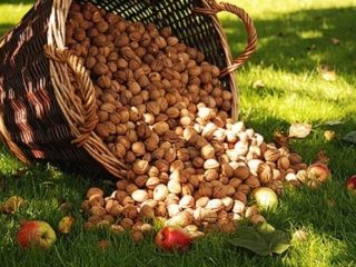 Hogyan kell diót termeszteni