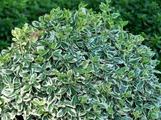 Euonymus: fotografia a popis kríka