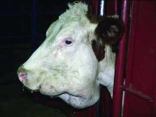 Actinomycosis in cows