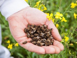 ¿Cuáles son los beneficios de las abejas muertas para los hombres?
