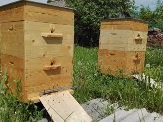 Robar a las abejas