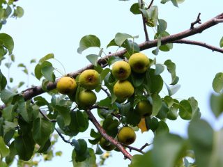 Wild pear: recipes for the winter