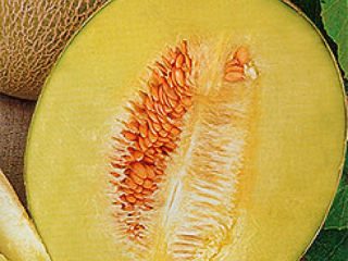Pasaporte Melón F1