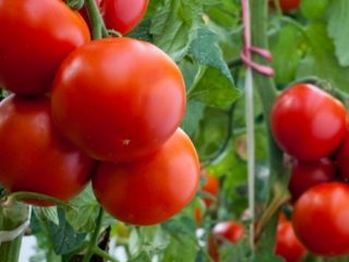 Tomato Nastena F1: recenzie, fotografie, výnos