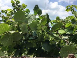 ¿Por qué el avellano no da frutos en el jardín?
