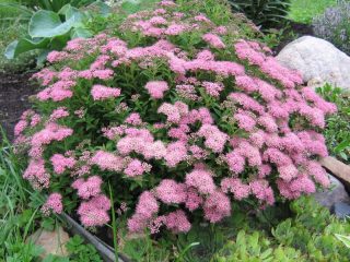 Spiraea: types and varieties, photos, description