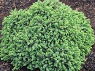 وصف شجرة التنوب Echiniformis