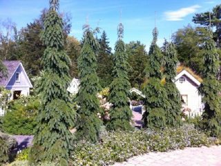 Péndula de abeto gris