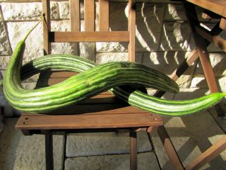 melón serpentino