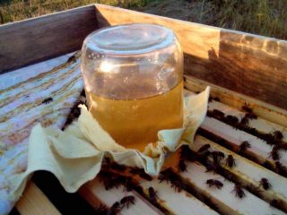 Alimentando a las abejas en agosto