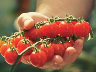 Tomato Cranberry in sugar: reviews, photos, yield
