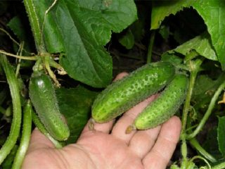 Cucumber Liliput F1: description and characteristics of the variety