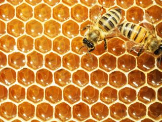Cuando las abejas sellan la miel.