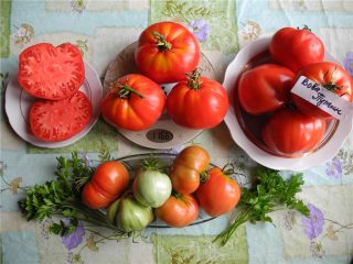 Tomato Vova Putin: ulasan dan ciri varieti