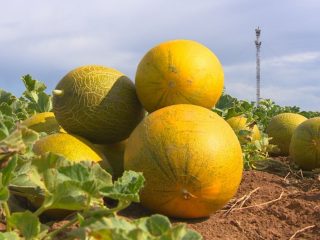 Melón Gulyabi: foto y descripción.