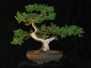 Bonsái de enebro de bricolaje