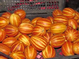 Melón vietnamita: revisiones y cultivo.