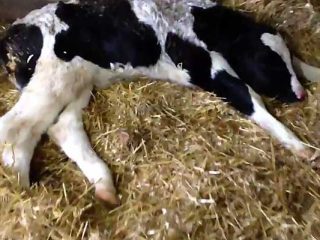 Cattle bronchopneumonia