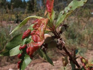 Peach leaf curl: control measures and prevention