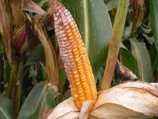 Diseases and pests of corn