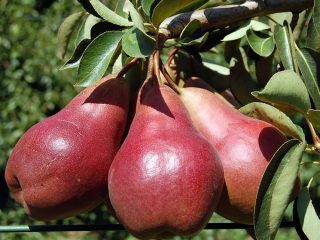 Pear Starkrimson: descripción, fotos, críticas.