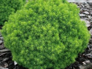 Description of Canadian spruce Alberta Globe