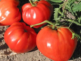Tomate gigante de los Urales: opiniones, fotos, rendimiento.