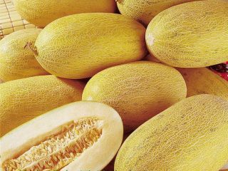Melon Torpedo: cómo elegir y cómo cultivar