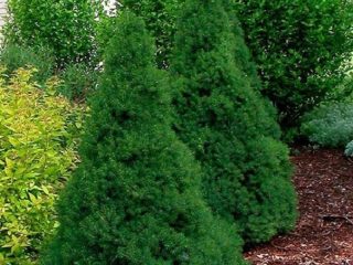 White spruce Konika (Glauconika)