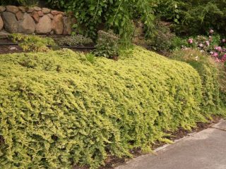 Alfombra dorada horizontal de enebro