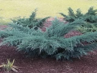 Juniperus virginiana Grey Oul: popis
