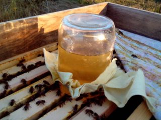 Alimentando a las abejas en otoño.