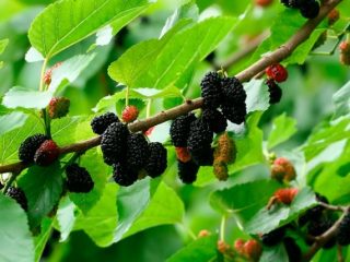 Descripción de la variedad de morera Black Baroness.