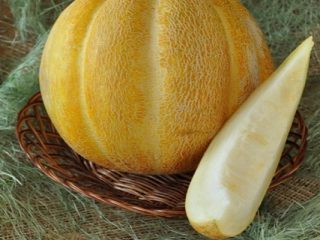 Melón etíope: opiniones y descripción.