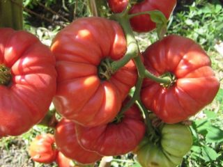 Tomato variety Accordion: reviews + photos