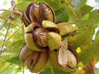 كيف ينمو الجوز: الصورة، الاثمار