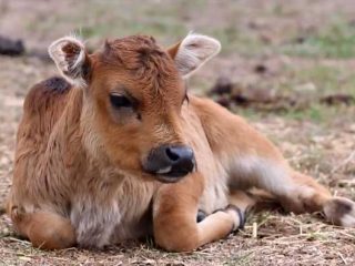 Anaplasmosis in cattle