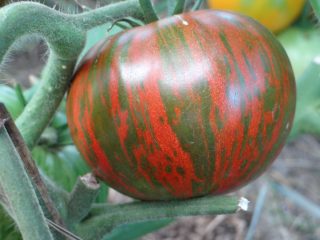 Coklat Tomato Striped: ulasan, foto, hasil