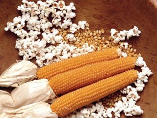 Odrody kukurice na popcorn