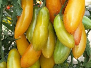 Tomato Honey Fingers: charakteristika a opis odrody
