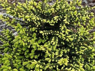 Description of eastern spruce: Aureospicata, Aurea, Classic, Golden Start