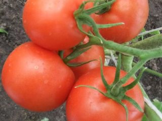 Tomato Early 83: reviews and photos of those who planted